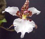 Love" This orchid was originally produced by the Flemish grower Vuylsteker.