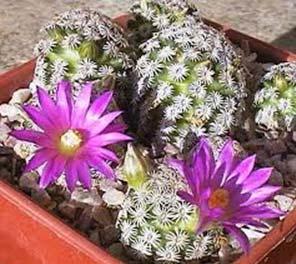 Our next general meeting is February 7, 2013 February Program and Speaker is Woody Minnich Woody has been involved with the cactus and succulent world as a grower, field explorer, club and