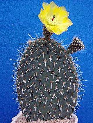 Opuntia chlorotica gets its name for the bright yellow spines that arm its 4-8 in. (10-20 cm.) pads.
