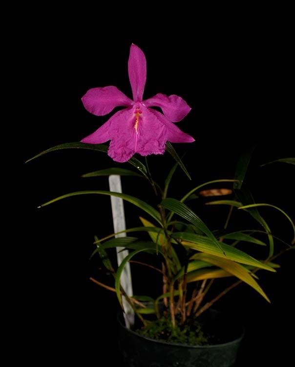 picta Those who visited my house in April had a chance to see my 12 Sobralia caliglossa