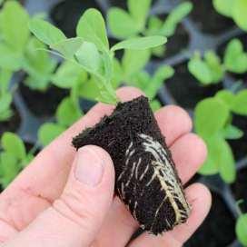 Visible root development with numerous roots and white in color -