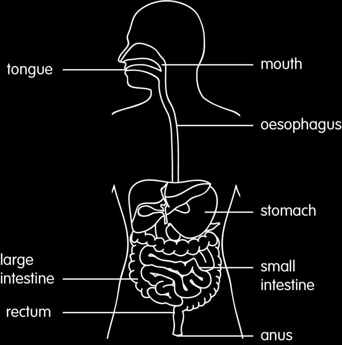 4. Look at the diagram of the digestive system. Fill in the blanks. 4 A. In the mouth, the tongue and help to chew the food. B. The churns and digests the food. C. Di