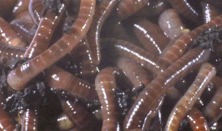EARTHWORMS Usually sign of healthy soil Major decomposers Can ingest, grind, digest and