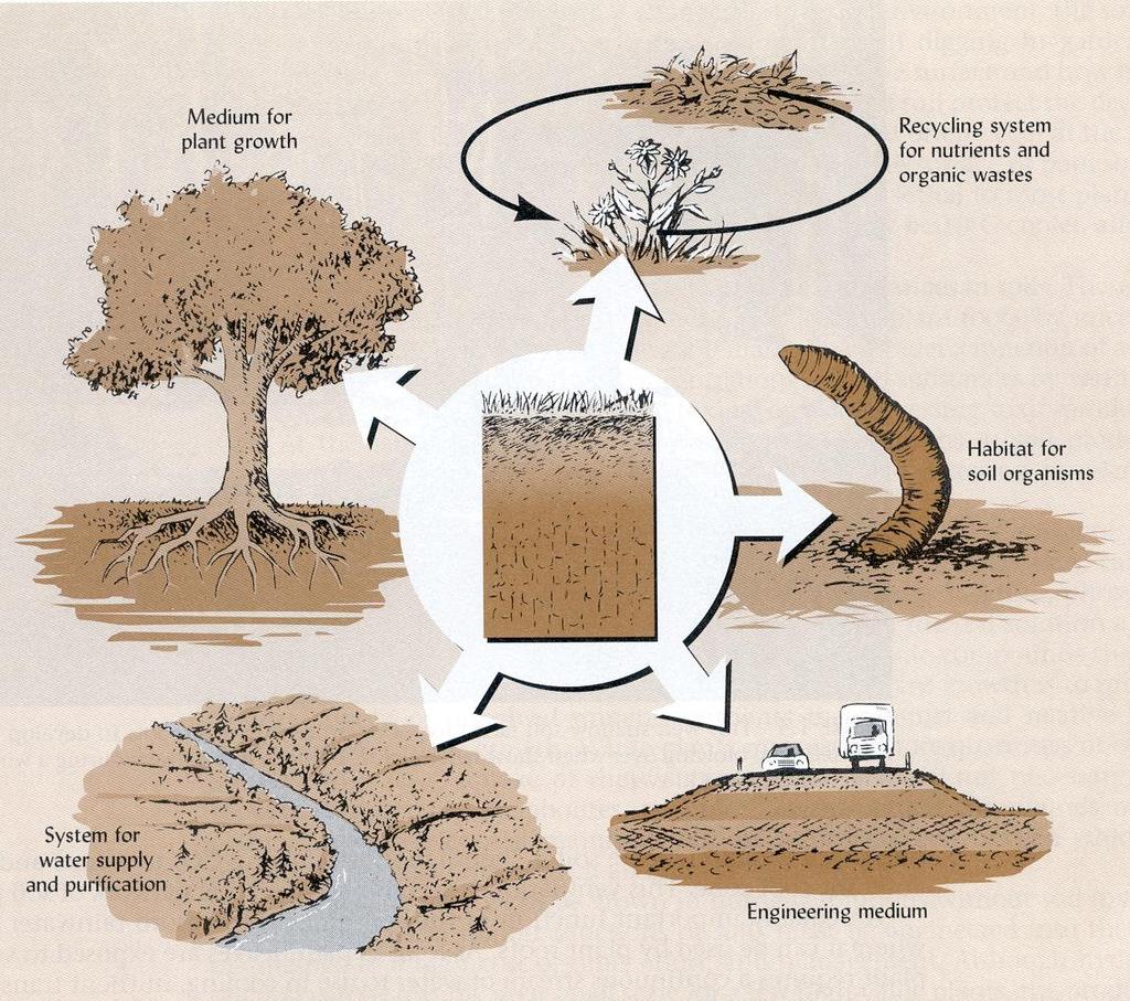 FIVE CRUCIAL ECOLOGICAL ROLES OF SOILS From: The Nature and Properties