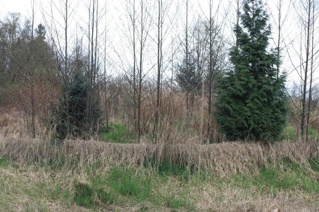 conifers and naturally established alders. Grass is covering the beaver fencing.