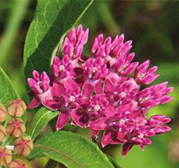 Milkweed To maximize the utilization of your habitat by monarchs, include a number