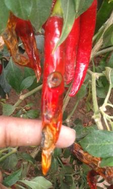 Treat Trial report on Chilli on Anthracnose & Fruit Rot