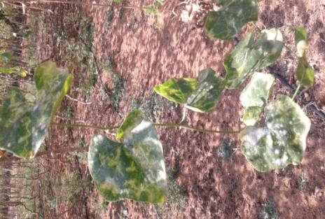 Treat Trial report on Ivy Gourd in Powdery Mildew