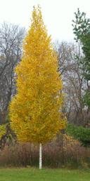 Betula platyphylla Fargo Dakota Pinnacle Birch A fantastic new