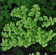 garden will be subject to: FIG. 1 FIG. 2 1_The Adiantum is perfect for shade and humus-rich, moist, well-drained sites.