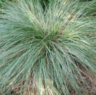These grasses are notable for their texture and their colors as well as their general ease of maintenance.