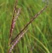 Graceful Sedge X X C,L,S,M MAY-JUL 1-3 102,000 Carex granularis Meadow Sedge X X X C,L,S,M MAY-JULY 1-3 16,000 Carex grayi Common Bur Sedge X X X C,L,S,M MAY-AUG 1-3 1,200 Carex hystericina Porcupine