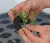 Propagation Instructions for Cuttings 1. If using gel type rooting hormone, dip the cutting first.