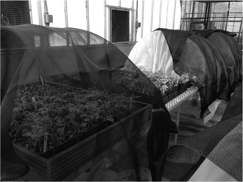 RESEARCH REPORTS Fig. 1. Healing chambers during the first replication at the Kansas State University, Manhattan greenhouse. Healing chamber frames were assembled from plastic lumber and wire.