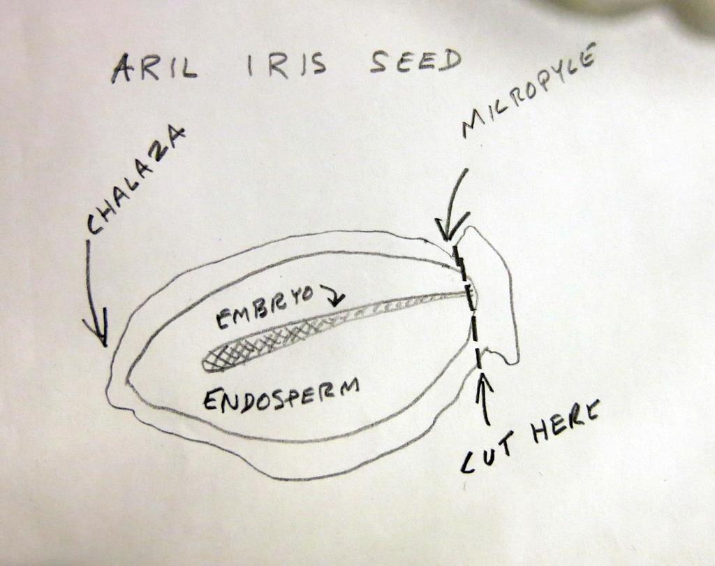 Diagram of the seed. The seed has two ends; the chalazal end, and the micropylar end. Seeds of almost every plant species on earth germinate from the micropylar end.