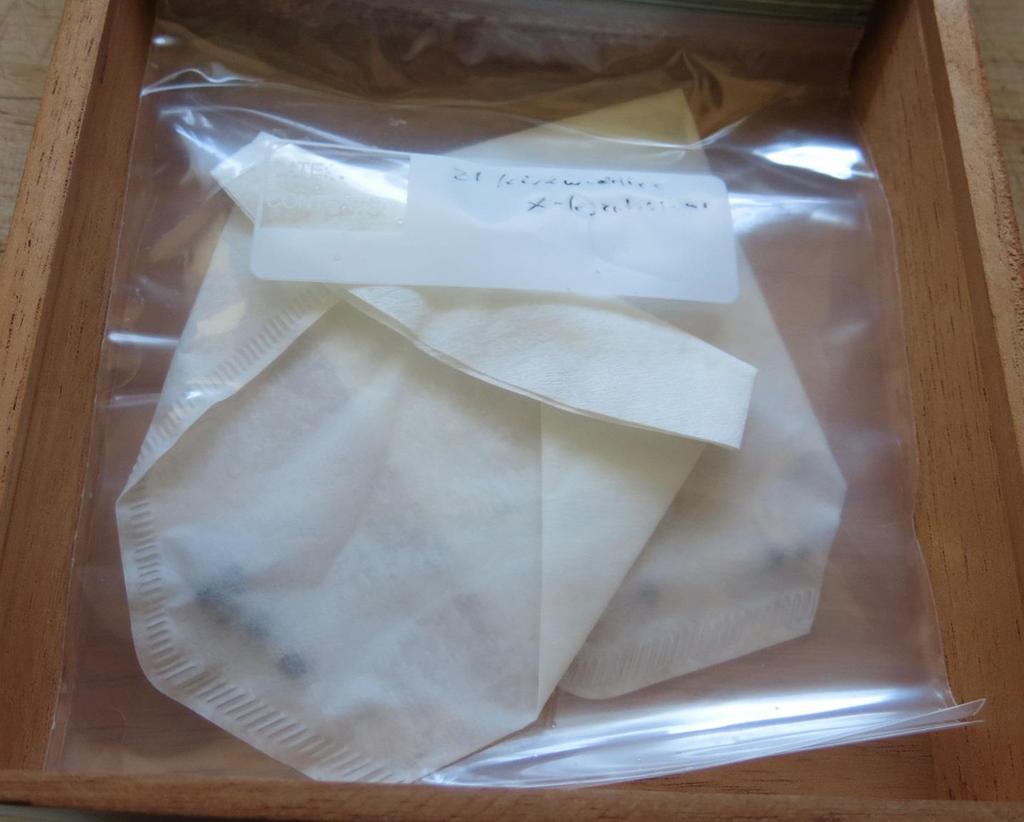 Seeds are put in a damp coffee filter, placed in a freezer bag, and put in a dark place at about 16C for a few days.
