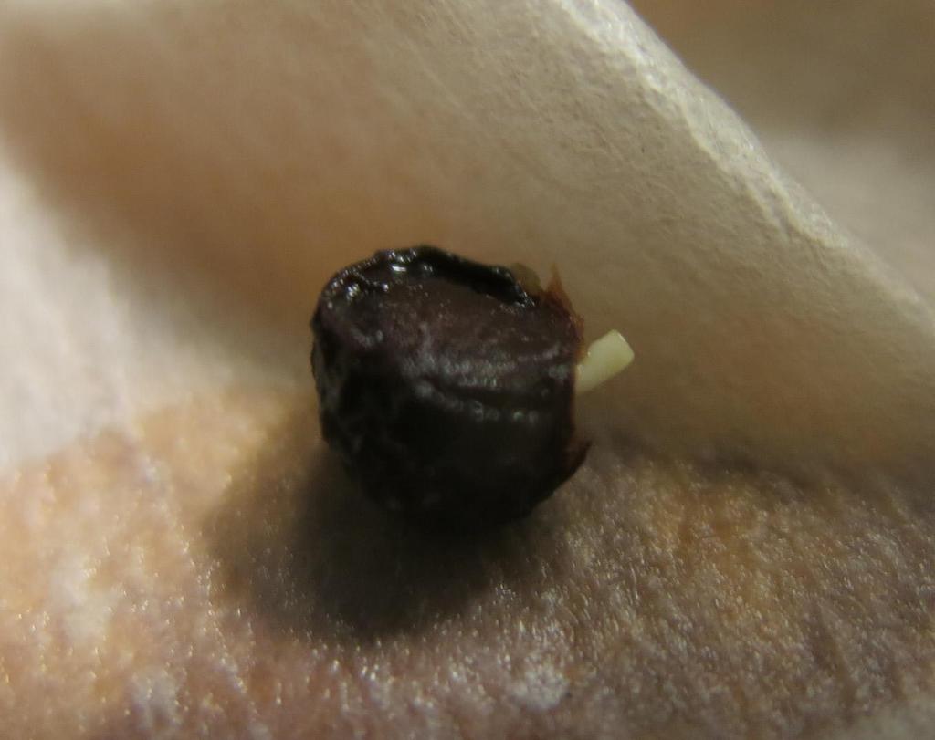 Germinating seed. The embryo is emerging from the endosperm.