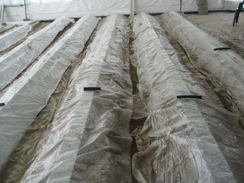 which were outside the tunnel, were covered with wet sand. The tunnel doors were tightly closed and covered with plastic folio to decrease moisture evaporation (Fig. 2)