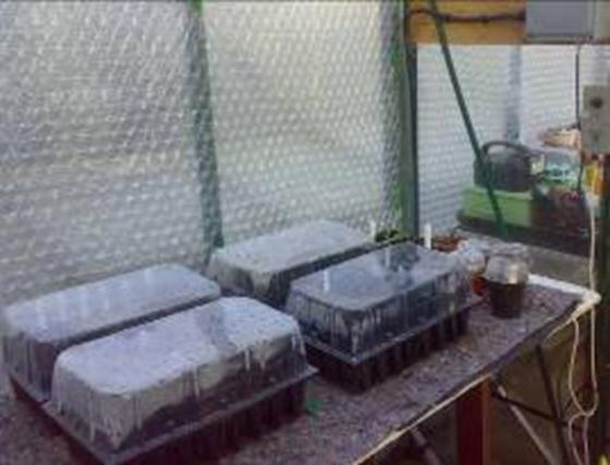Using greenhouses Growing tender crops completely under glass is covered in another Unit ( Horticulture II, Protected Cropping) but most gardeners start their half-hardy vegetables and fruit