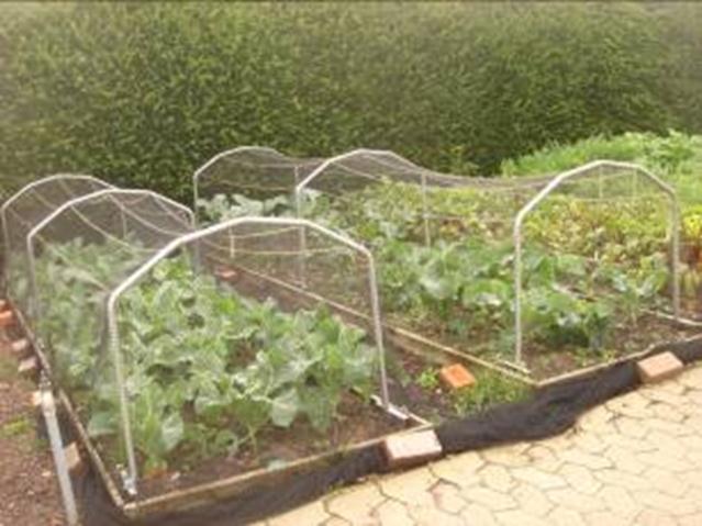 However these floating mulches can protect young seedlings from heavy rain and winds, and have added advantages as protection against some pests such as