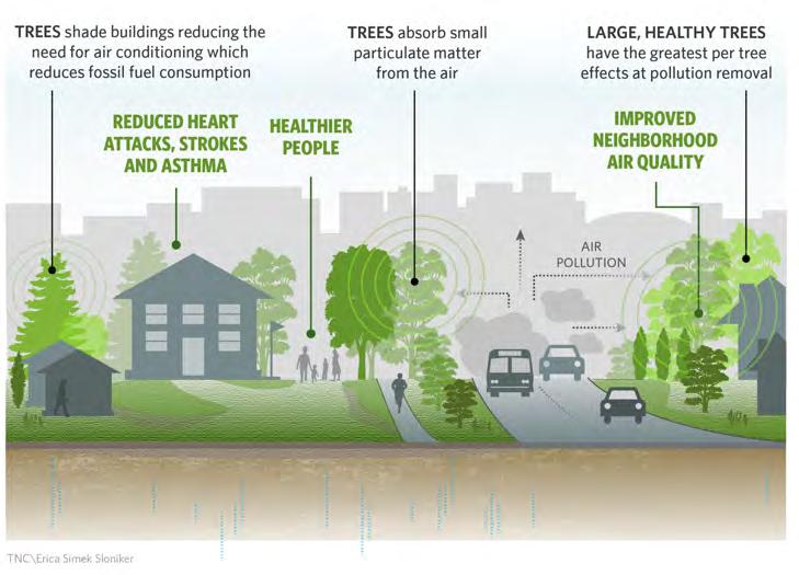 HOW CAN URBAN GREENING HELP WITH AIR QUALITY?