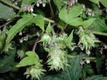 of Species Search Humulus japonicus (Japanese hops ) Common Name(s) Full
