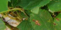 Downy mildew can occur on all aboveground plant parts, blighting the leaves and stems.