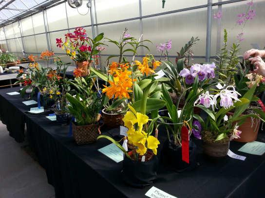 March 2017 It s Time for the Show! Our annual show and sale will be held April 1/2 at Vicky s Garden Center.