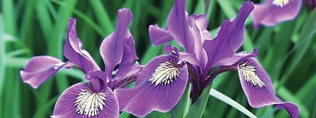 IRIS Iris Pacific Hybrids SPRING