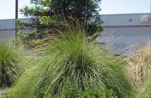 Maintaining Plant Health: Grasses Muhlenbergia rigens (Deer grass)
