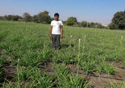 tuberose cultivation, today 60 per cent of farmers in his village are cultivating