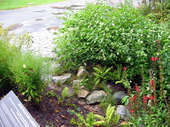 Rain Gardens Reconnecting with the Rain
