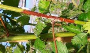 Storage till May Loch Ness: Botrytis fungus have infecting several canes at the