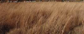 phragmites and other invasive species Promotes diversity, enriches the