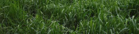 Grass Monoculture Considerations