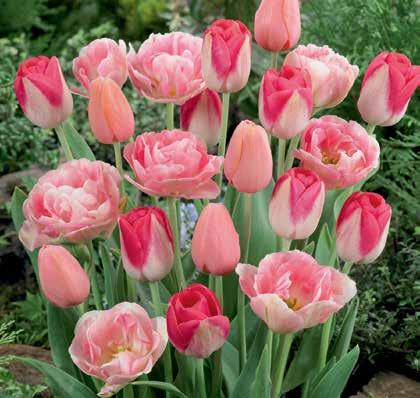 00 H 4-20 Greenland Tulips - 10 bulbs (Los Tulipanes de Groenlandia - 10 bulbos) A rare Viridiflora tulip with fascinating color.