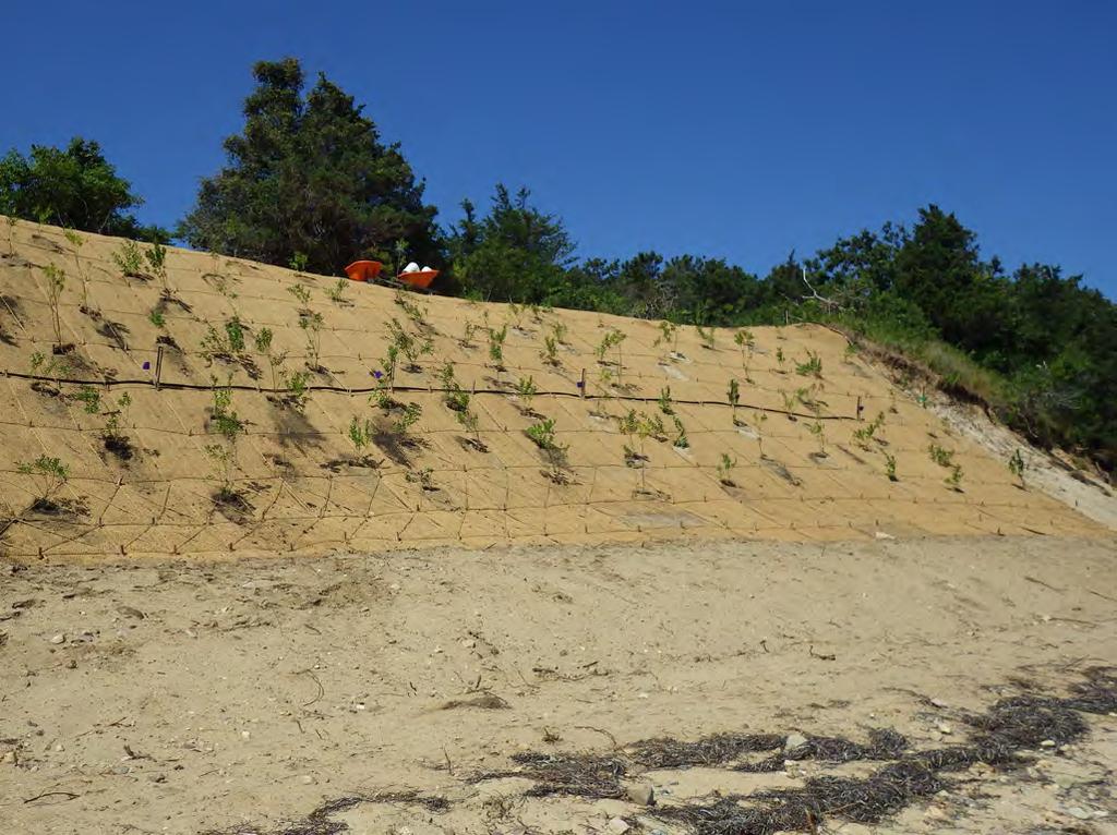 installation & Case studies n ative shrub species Native beach plum and bayberry planted through