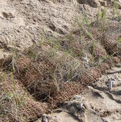 Importance of Fringe Marshes in Coastal