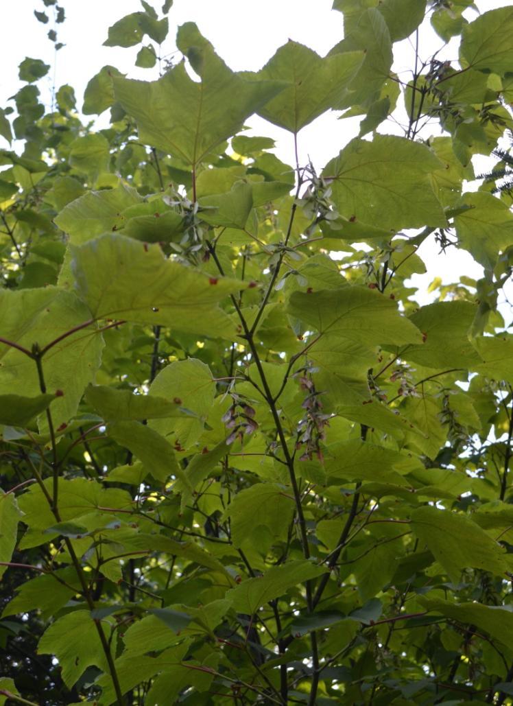 Acer pensylvanicum Moose maple Understory plant Deciduous 16-30 Regular to moist soils Part shade - shade Gently lobed leaves
