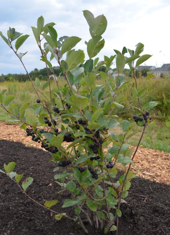 Aronia melanocarpa Black Chokeberry Deciduous Up to 6 Full part sun White blooms in May Showy edible fruit Wine