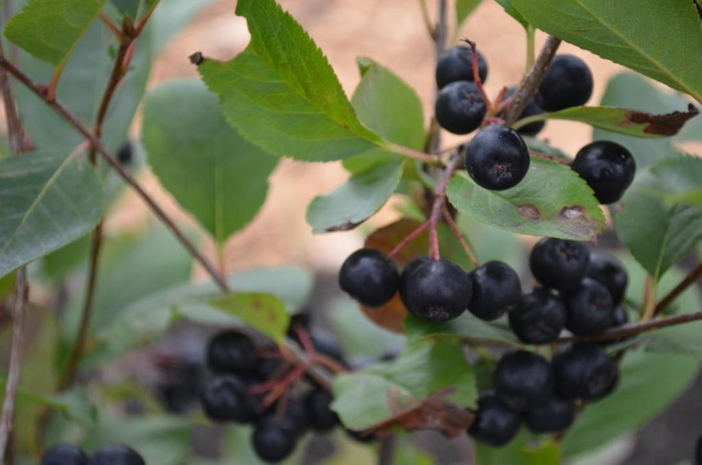 Black Chokeberry is a wonderful 3 season plant and a valuable source of food for wildlife.