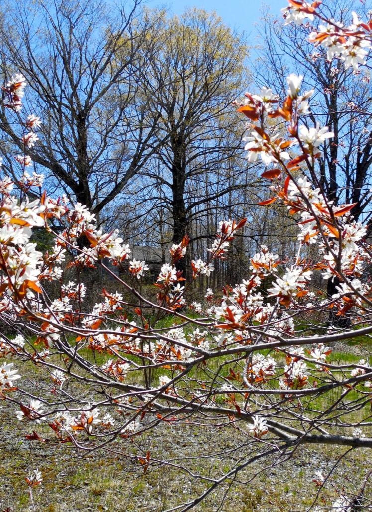 Amelanchier arborea Shadbush, Serviceberry Deciduous 15-25 Sun part shade White flowers with drooping racemes
