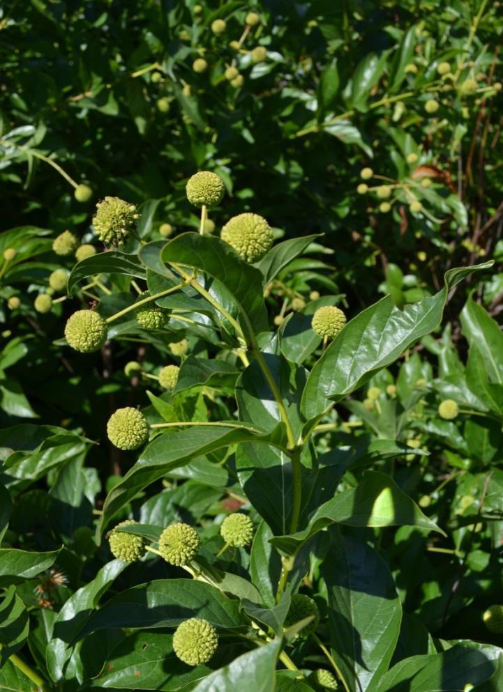 Cephalanthus occidentalis Deciduous 6-12 Buttonbush Bloom time June - August Full sun part shade Good wetland or bog