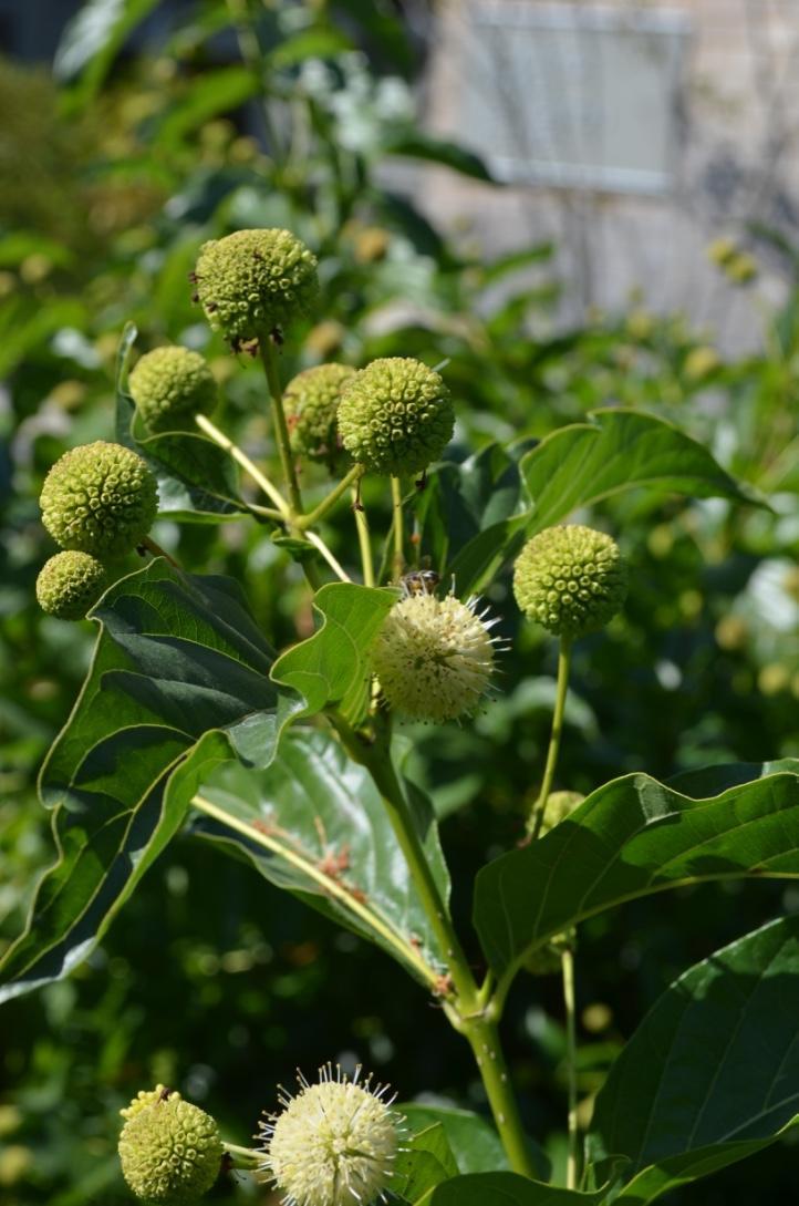 Cephalanthus is a great honey plant for all you beekeepers. It is also of high wildlife value.