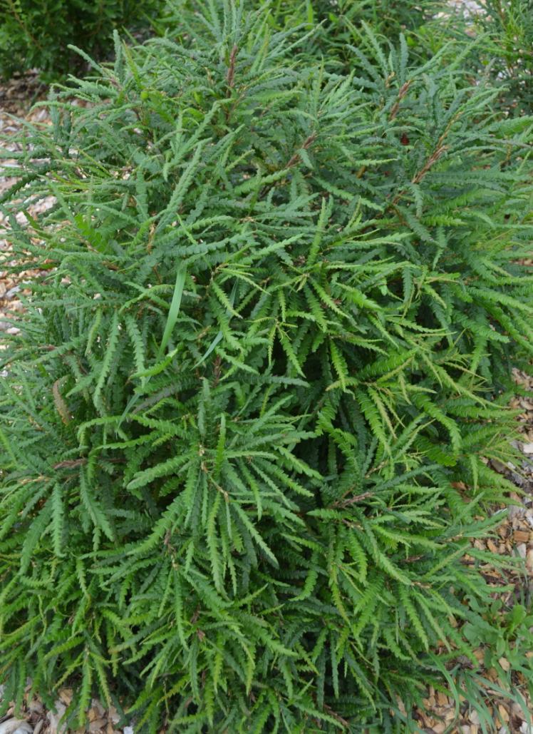 Comptonia peregrina Deciduous Sweet Fern 2-5 with a 4-8 spread Sun part shade Low maintenance Tolerates a wide range of water