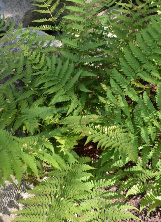 Dryopteris marginalis Eastern woodfern Perennial/evergreen 1-3 Well behaved non colonizing Moist