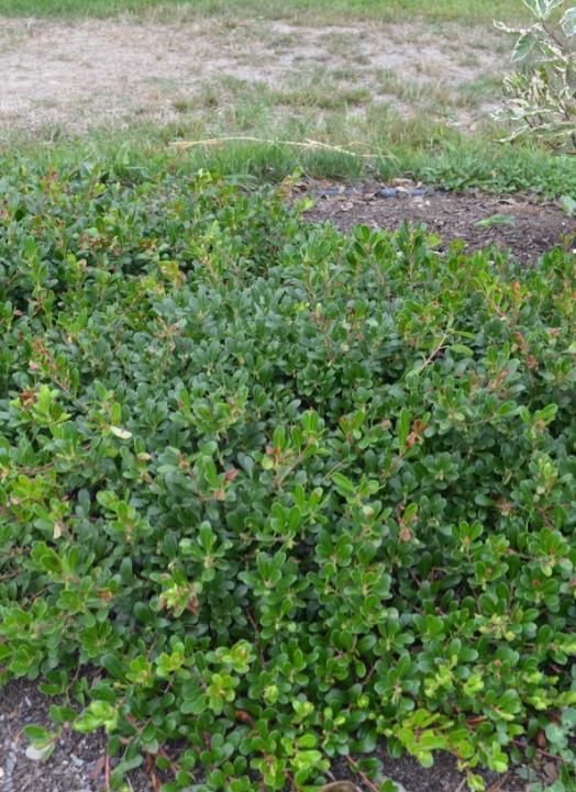 Arctostaphylos uva-ursi Bearberry/Kinnikinnick Evergreen spreading to 15 6-12 high
