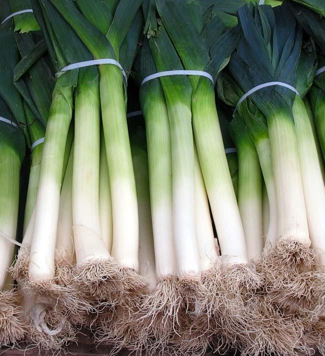 POPULAR VEGETABLES THAT ARE COLD TOLERANT Leeks A wonderful crop to spice up the mid-winter blues You