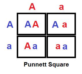 Punnett Squares It is a graphical representation of the possible genotypes of an offspring arising from