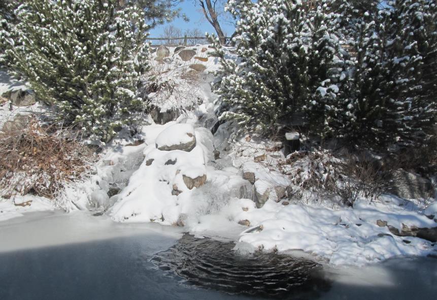 Volume 36 Number 1 March 2019 The Water Garden Journal of the Colorado Water Garden Society IN THIS ISSUE: Gearing Up for Spring.